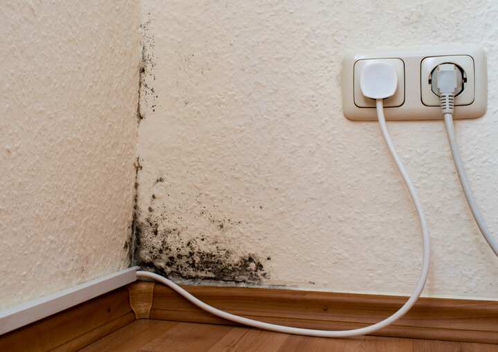 Mold Remediation Orlando