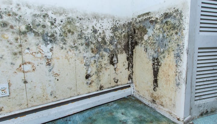 Mold Damage Odor Control Services in Orlando